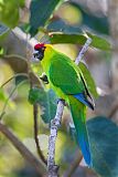 Horned Parakeetborder=